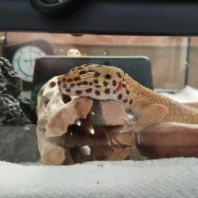 マルマロ On Twitter みかん が水苔シェルターの上でしんどそうにしてたのでよく見ると お腹から白い塊が垂れていました 動いたあとにシェルターの中を見ても何もなくて お腹を確認しても変わりありませんでした どういったことが考えられますか ヒョウモン