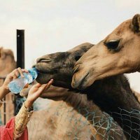 albadi-222@ (@222_albadi) 's Twitter Profile