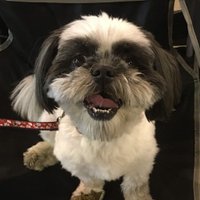 Simon Says (@ilescounselor) 's Twitter Profile