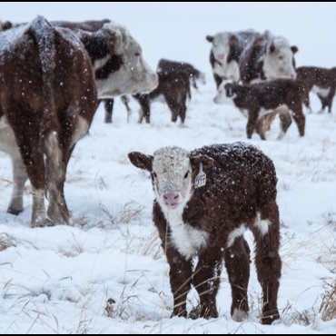 UCVM Beef