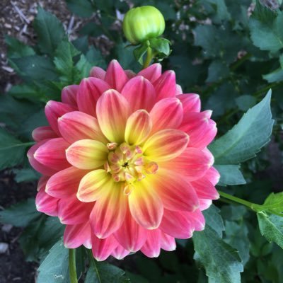 Research Scientist at Wilder Research. Independent Consultant at Advance Consulting. Clever, Critical, Laid-Back, and Friendly - what's not to love?!?!