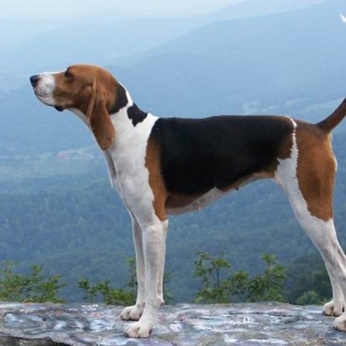 TheDawgOnAir's profile picture. Former On-Air Radio Personality.