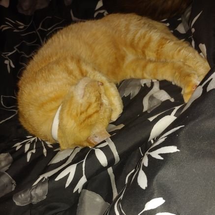 Melissa83137151's profile picture. I rescue and re-home abandoned and abused animals.
Wife and mom of 3 as well as a Nanny
to Brantley (due Oct)
Love DIY especially those using essential oils.