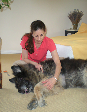 Veterinarian with a passion to help pets with mobility problems (physical rehabilitation and acupuncture mainly)