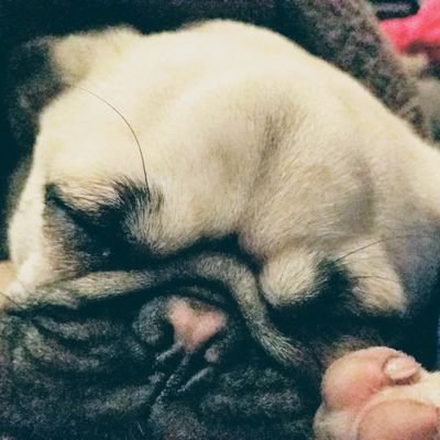 PugCap Profile Picture