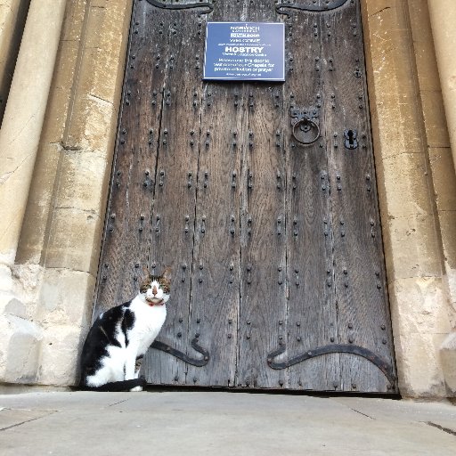 Cathedral Cat for Norwich & its Close. 'For I am possessed of a cat surpassing in beauty, from whom I take occasion to bless Almighty God.' All opinions my own.