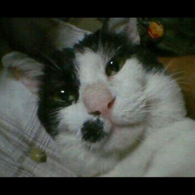 G907317's profile picture. 😸ネコ😸    今日も1日 がんばろ！