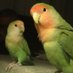 Ms Night Watcher 🐦🌵 / 🧙♂️ᚠ (@helenplans9) Twitter profile photo Ms Night Watcher 🐦🌵 / 🧙♂️ᚠ (@helenplans9) Twitter profile photo