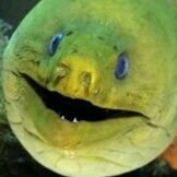 mc___dongalds's profile picture. Call me Ryan,,
Bad art, usually gore or somethin. 
whoever doesnt follow me is a libtard and a brainlet