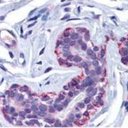 Extracellular Matrix - @KateAllard2 - Twitter