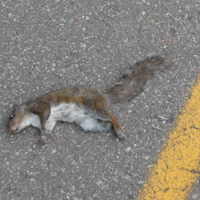 Crossing Roads Without Care/ Being Roadkill/Birdfeeders/Climbing Trees/Nuts/Crops/Invading Gardens/burying nuts and forgetting where we put them