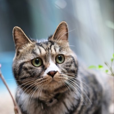 northlatitute's profile picture. software engineer @Alibabagroup