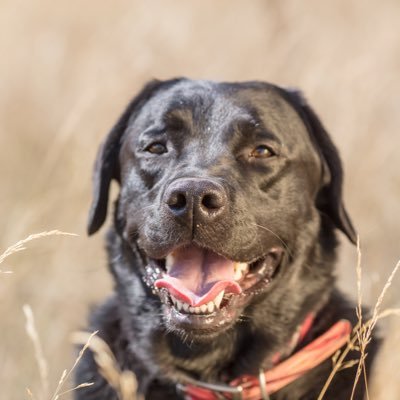 I love my family, my friends, my labs, the outdoors (anything outdoors), and my camera! Combine all of those, and you've got one NICE story!