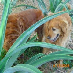 Sonoran desert 🌵Protect our Earth 🌎 Reader, writer, great aunt, dogs/animals, anthropology, politics, #BidenHarris2020