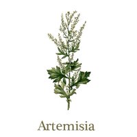 Artemisia Films (@artemisiafilms) 's Twitter Profile