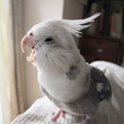 ニッポン放送、tokyofm聴いてます
オカメ17歳12歳🦜6歳👦
幼稚園行きたがらない息子、無事卒園
発達障害が判明、春からは支援学校にお世話になります。放デイ見学中。
