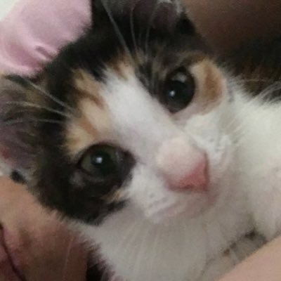 y1aSCfZV3gYxuge's profile picture. 保護猫二匹 ♀／♂と暮らしています。無言フォローすみません。 RT多いです。虐待 虐殺 生体販売 繁殖 毛皮 闘鶏 闘牛 競馬      ショー 反対！里親詐欺 モラルのない飼い主 避妊去勢なしの無責任な餌やり SNSでの里親募集 適正飼養！終生飼養！