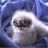 stanschwartz's profile image
