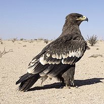 خير مَ قيل ، و خير مَ يقآل . آستغفر آلله آلعظيم وآتوب إليهہ