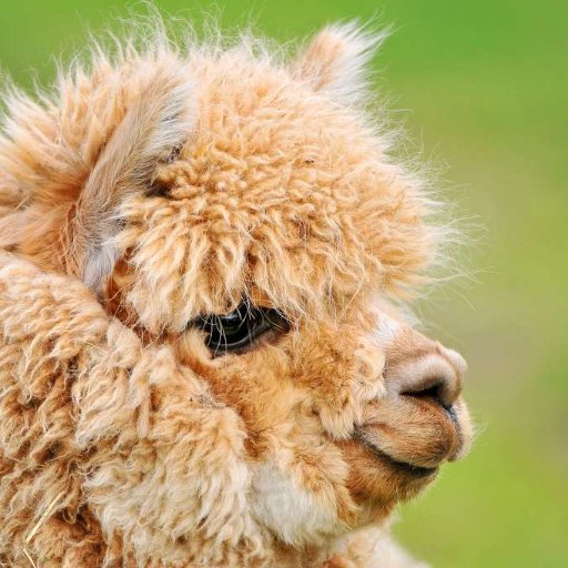 Yannoushka's profile picture. 