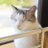 noellcat