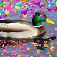 5SOS As Ducks🦆 (@asducks) 's Twitter Profile