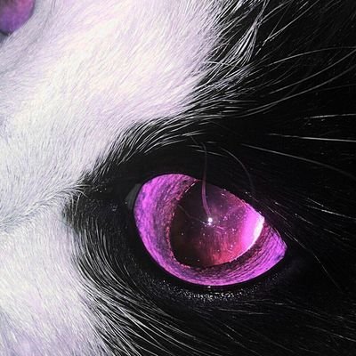 mmmashok's profile picture. усы лапы и хвост