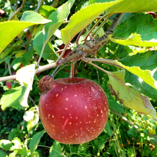 Apple Orchard in the North Georgia Mountains