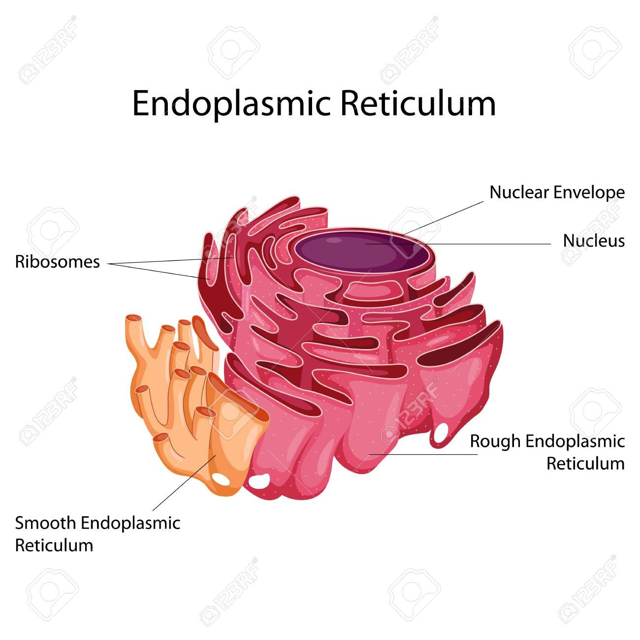 Endoplasmic Reticulum Diagram Biology Diagrams