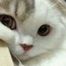 cattiepie (@cattiepie1) Twitter profile photo cattiepie (@cattiepie1) Twitter profile photo
