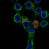 Stonehouse Rowlands Lab (@stonehouse_lab) 's Twitter Profile
