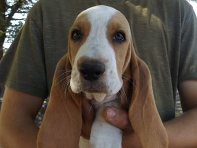 anja_hildegard's profile picture. No DM’s if I don’t know you!!! We have 3 rescue dogs, 1 cat and a great/crazy Basset. From Germany. Citizen since 2005. MAGA & Trump! 🇺🇸❤️