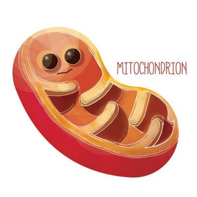 Hello, I’m Mitochondria. Running for President. VOTE #MIGHTYMITO I’ve got the power. ⚡️#LasalleBio #Organellevote2018