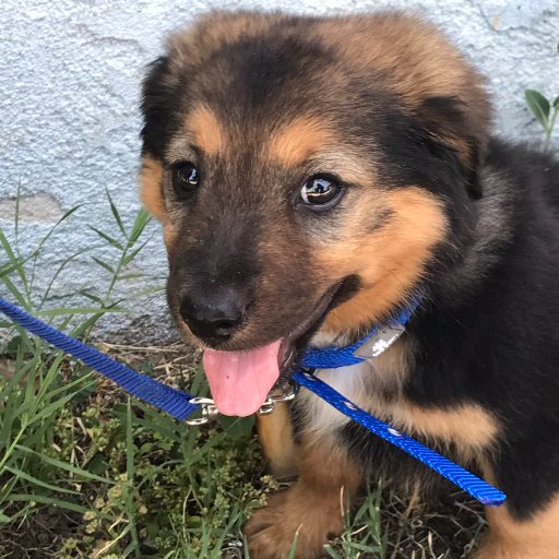 Hi I'm Buddy and I'm 8 weeks old!!