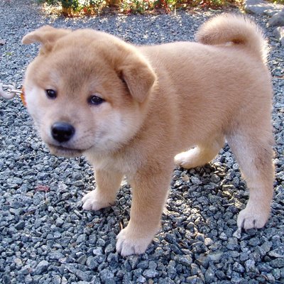 ペットのくすり Petkusuriz Twitter
