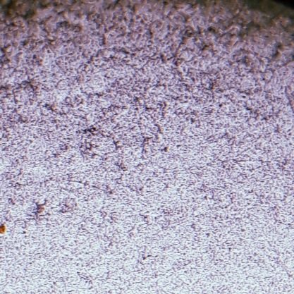 sopadenovia's profile picture. Si supiera que existe esto.