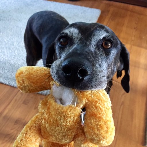 Carleig41786659's profile picture. Employment Specialist at On Site Placement