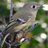 songbird9's avatar