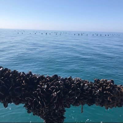 Pioneering offshore mussel farm in Lyme Bay, off the South Devon coast. Producing premium rope grown mussels in the clean and clear offshore waters.