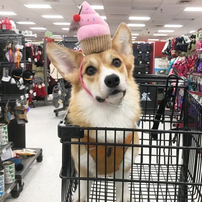 IG: @iggyphantom| Business/Love Letters: Iggybiggythecorgi@gmail.com Just a pupper with short stumps and big dreams