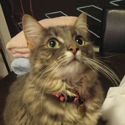 PmanentlyGrumpy's profile picture. Fashion👔👠 Travel 🏝  Planes ✈  Cats 🐾