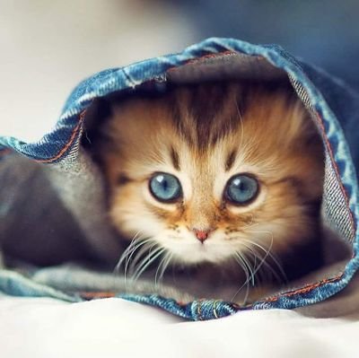 Malibog14714314's profile picture. 21/Marawi City/ Bisexual