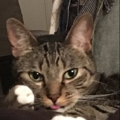 eaauria's profile picture. Jack of all trades, master of none.
