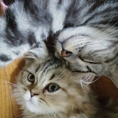 あめももさんのプロフィール画像