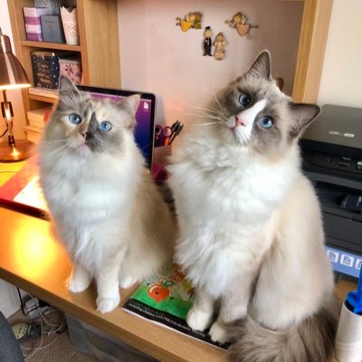 We are two ragdoll kittens that wreak havoc in the lives of @irisbdempsey and @DniaI.