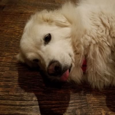 JWTurner01's profile picture. Life long Democrat in rural Texas, rescuer of Great Pyrenees dogs,  working hard to help turn Texas blue.