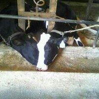 NWPA Dairyman(@91PoorFarmer2) 's Twitter Profile Photo