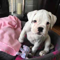 Layla the White Boxerdog(@whiteboxerlayla) 's Twitter Profile Photo