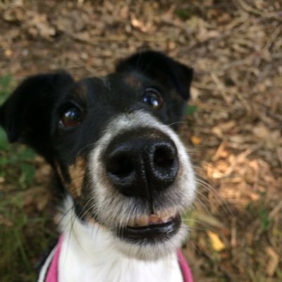 Zoomie-loving smooth fox terrier; loves cuddles and snoot kisses with lots of walks in the woods and on beaches.