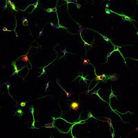 Emily Bates Lab (@bateslab) 's Twitter Profile Photo Emily Bates Lab (@bateslab) 's Twitter Profile Photo